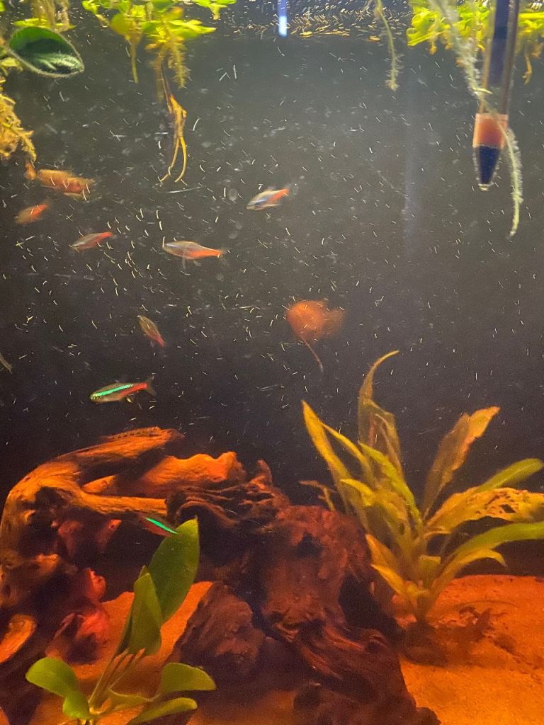 Fishes for sale
