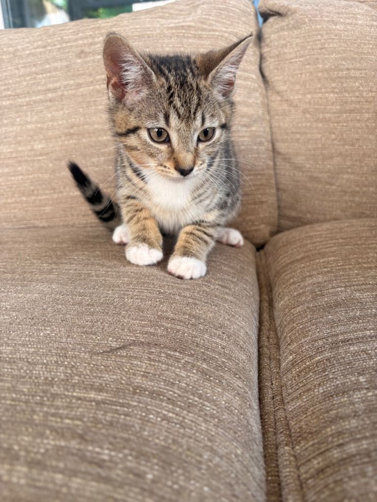 Tabby Kitten only 1 left {girl}