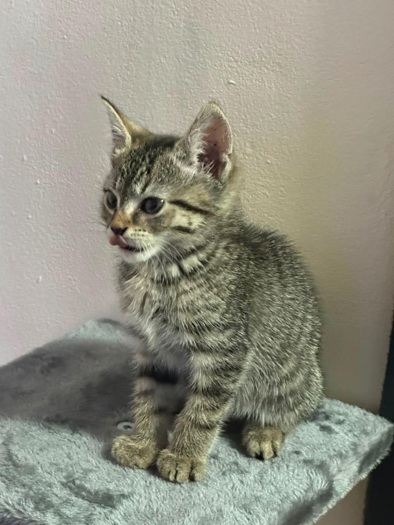 3 Months old young kitten