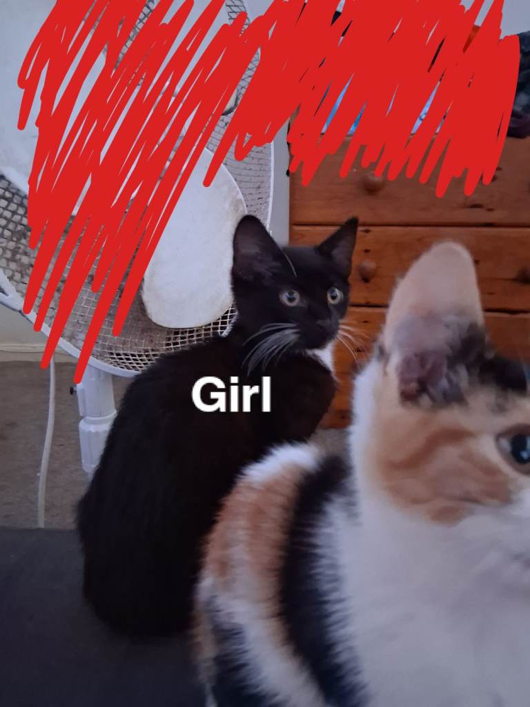 5 kittens Ready to Leave!