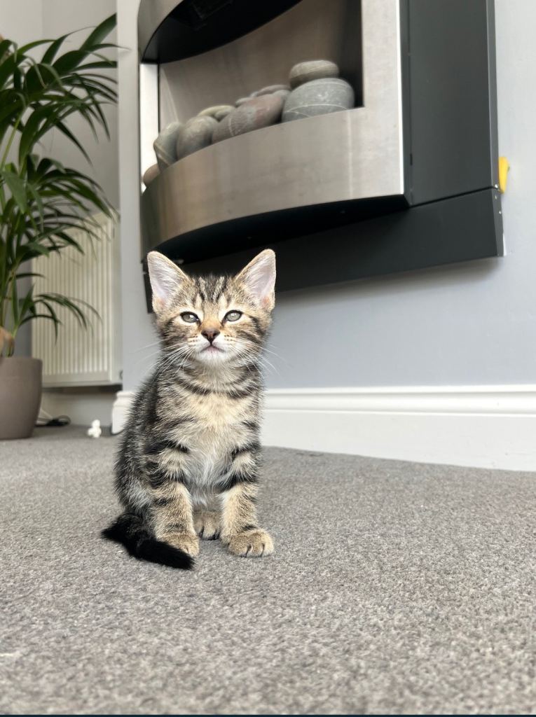 Two beautiful kittens 
