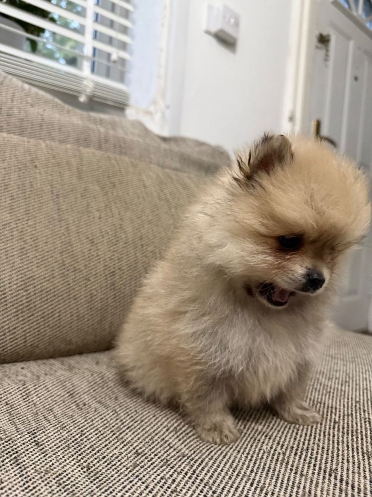 Pomeranian 