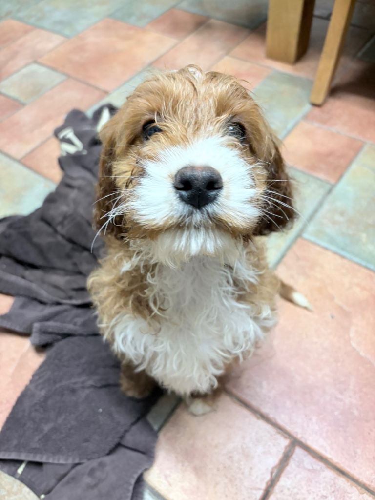 Cockapoo Pups