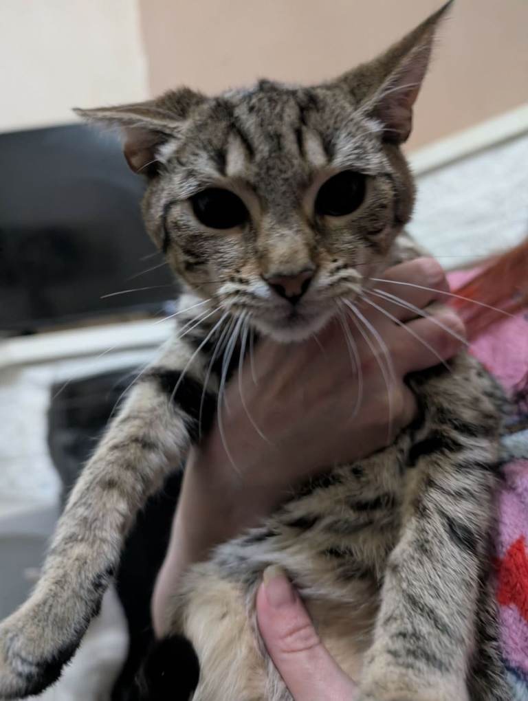 Kitten for sale