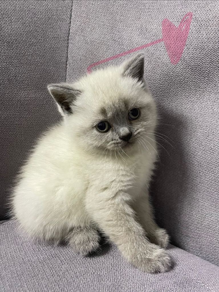 British shorthair kittens