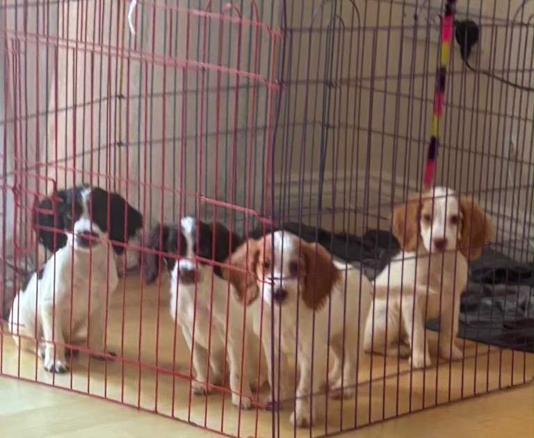 Cocker spaniel pups for sale 