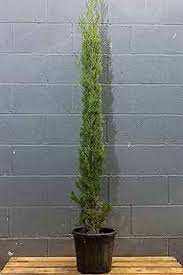 Italian Cypress Trees Over 6ft Tall