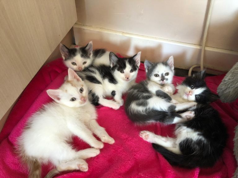Kittens for Sale 