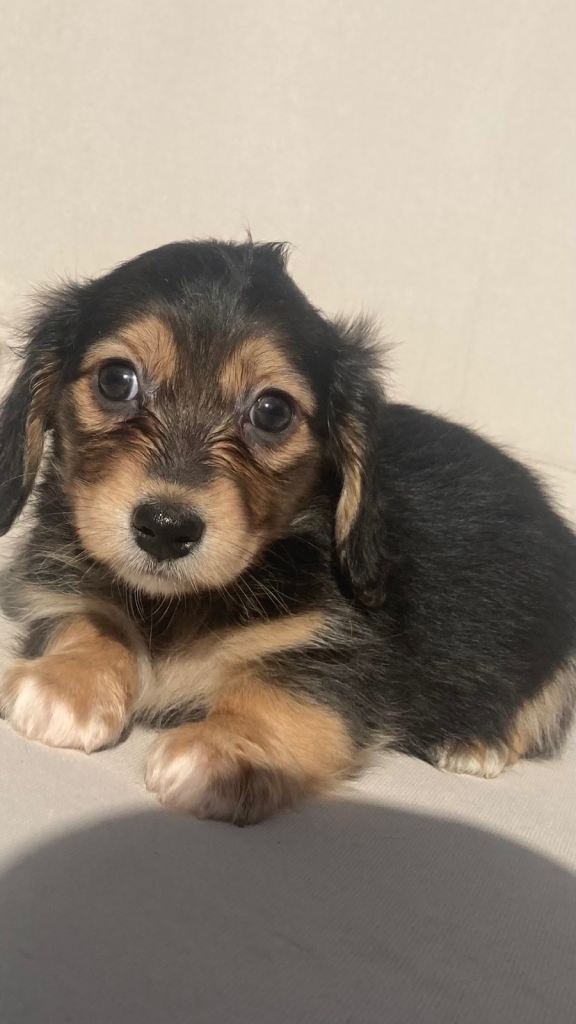 Miniature dachshund puppies 
