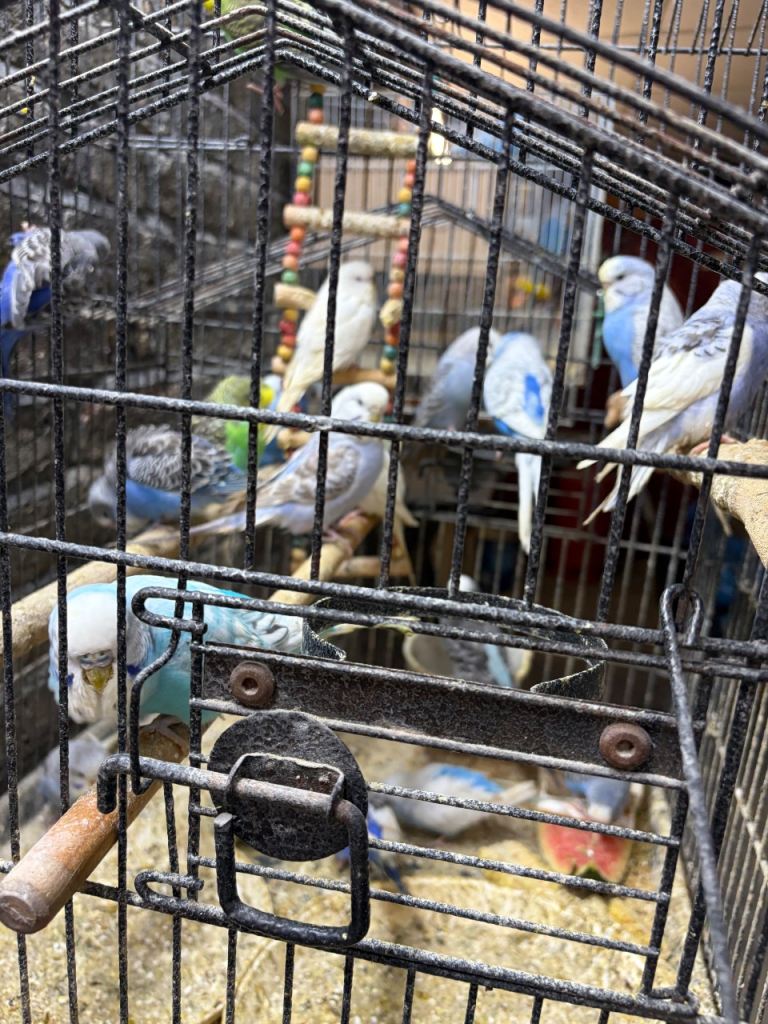 Budgies bird ready for Sale each 25 pound 