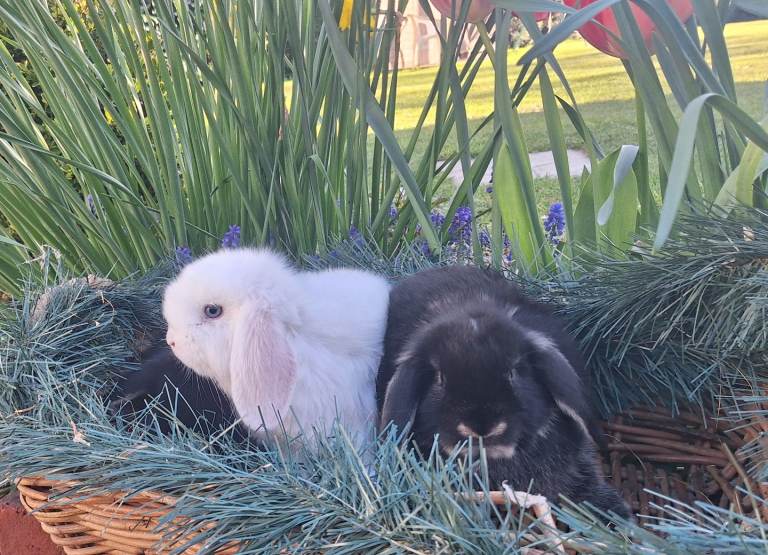 Dwarf Lop Pet Rabbits