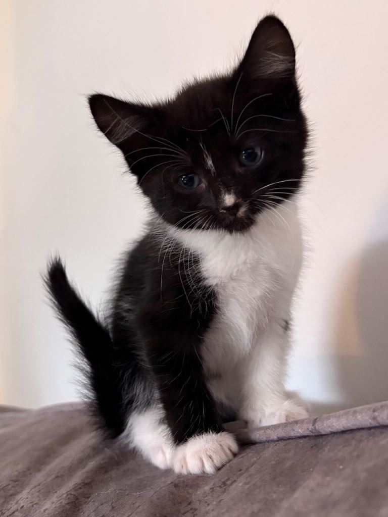 Kittens 