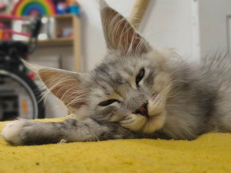 Ready now Maine coon kittens Pedigree TICA