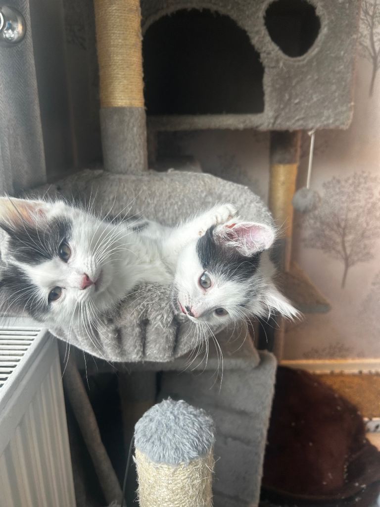 Kittens ready to be rehomed