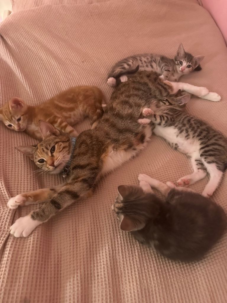 LAST ONE LEFT - tabby and white boy 🫶🏼 ready now 