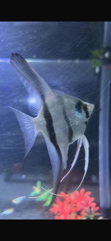 Various tropical fish for sale 