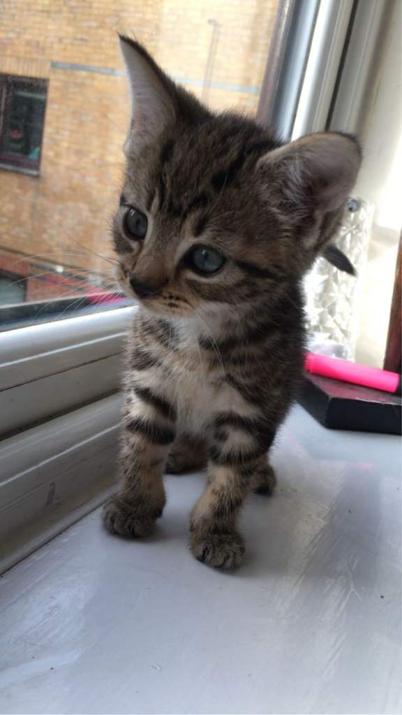 2 beautiful kittens for sale 