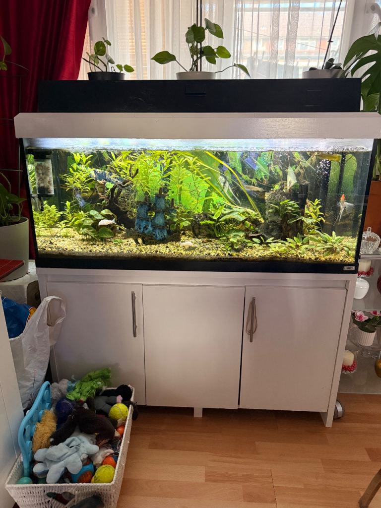 Fluval Roma 240L Aquarium & Complete Setup
