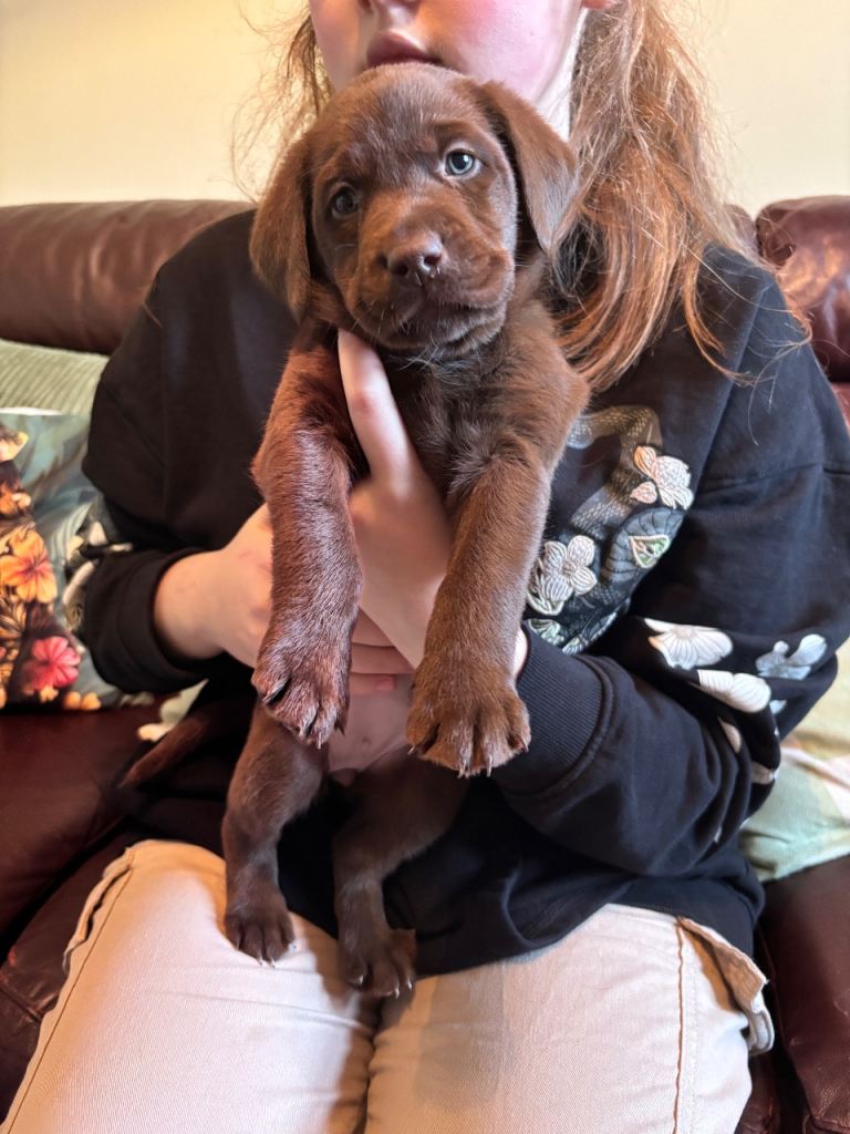 Labrador puppies 