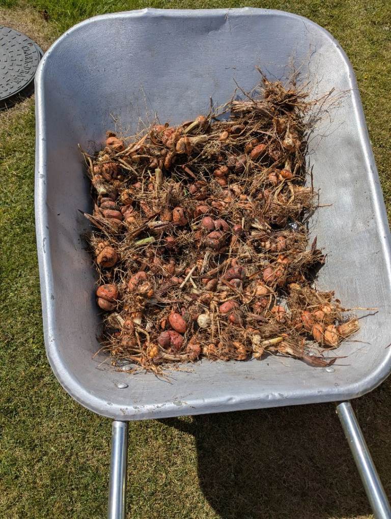 Crocosmia Lucifer bulbs/corms free for collection 