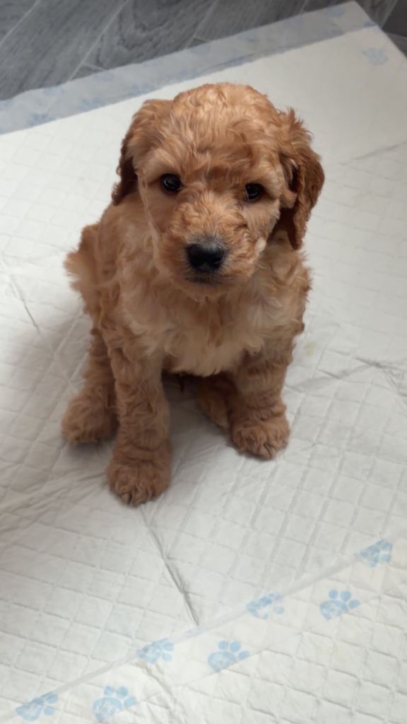 Kc registered standard poodle puppies
