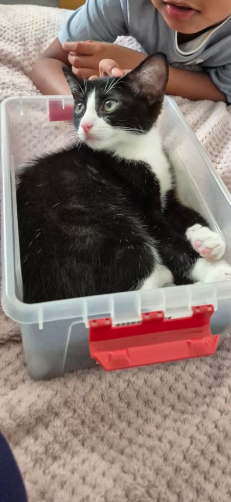 Adorable Kitten with all his things