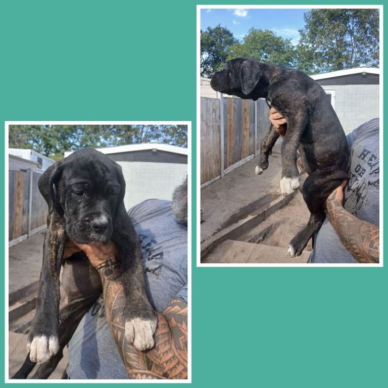 Female Cane Corso pups 