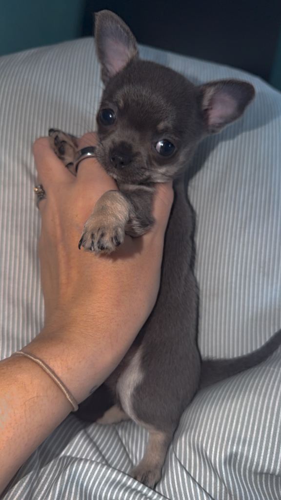 Last Lilac chi boy left - ready too leave 29th aug 🩵