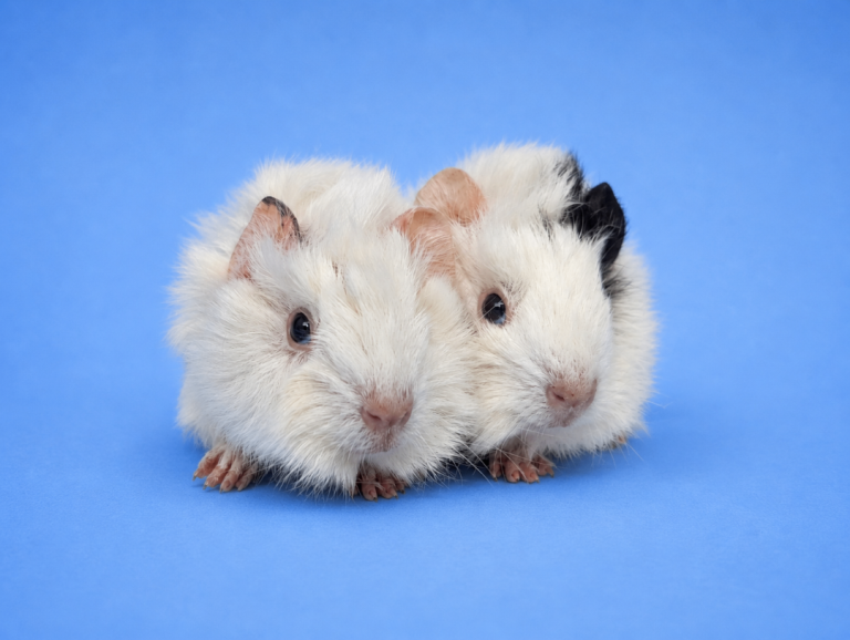 Dalmatian Guinea pigs