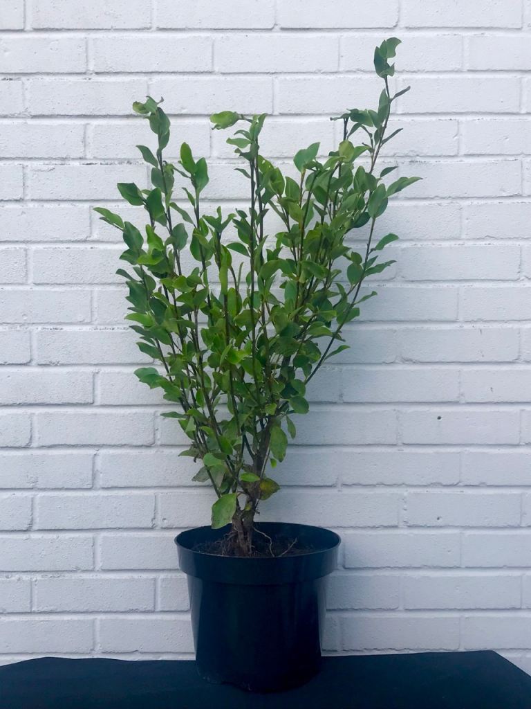 Large Griselinia 90cm 10L Pot Established Hedge Plant