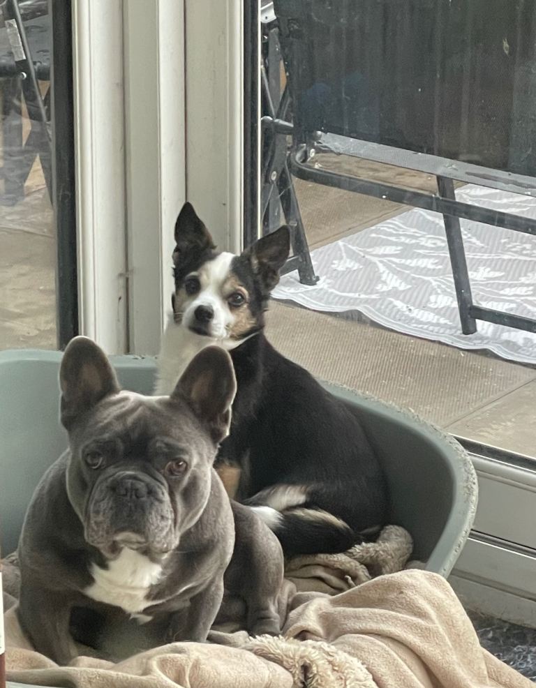 Enzo – 4½ Year Old French Bulldog Looking for His Forever Home 🐾
