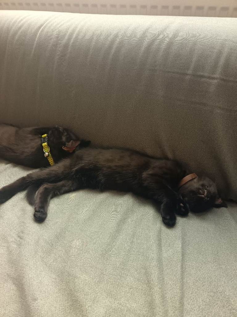 10 week old kittens 