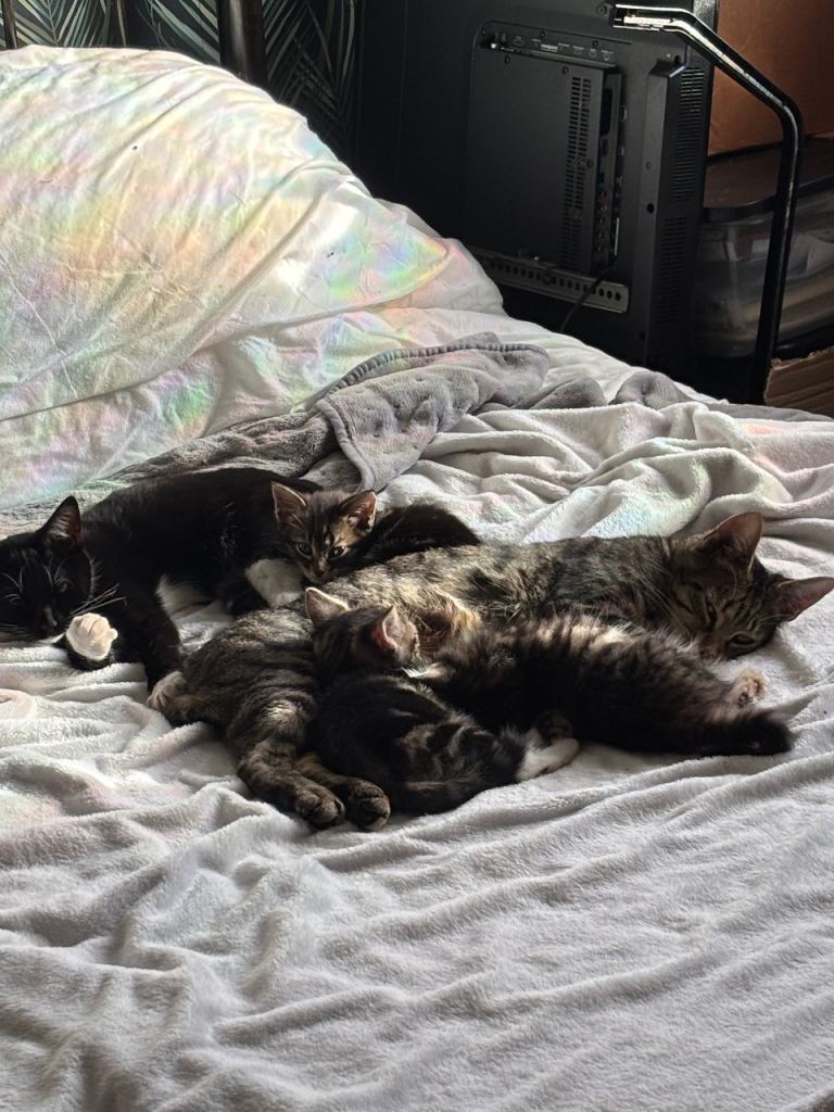 Kittens