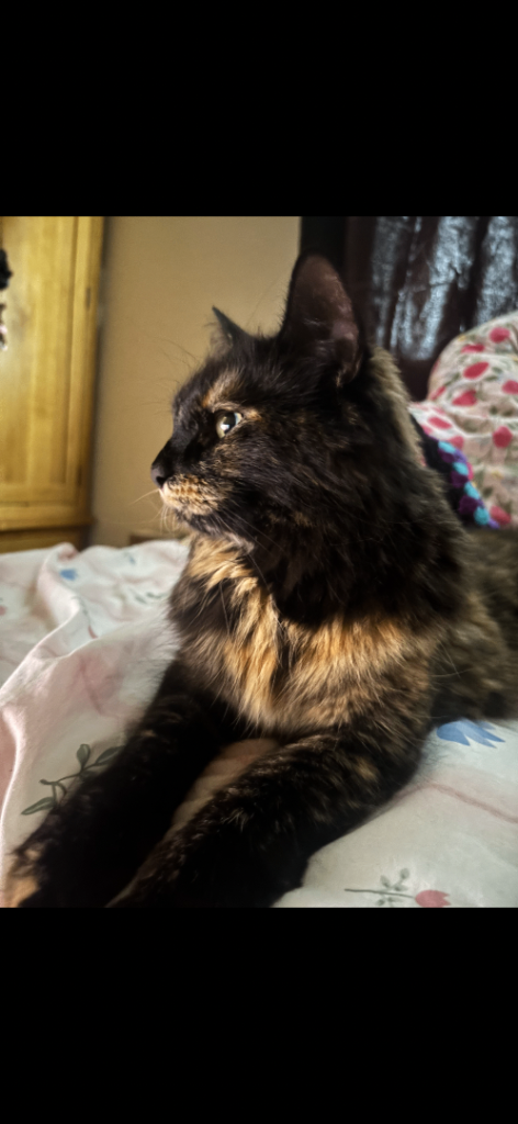 🐾 Lacey- three year-old Cat looking for loving home