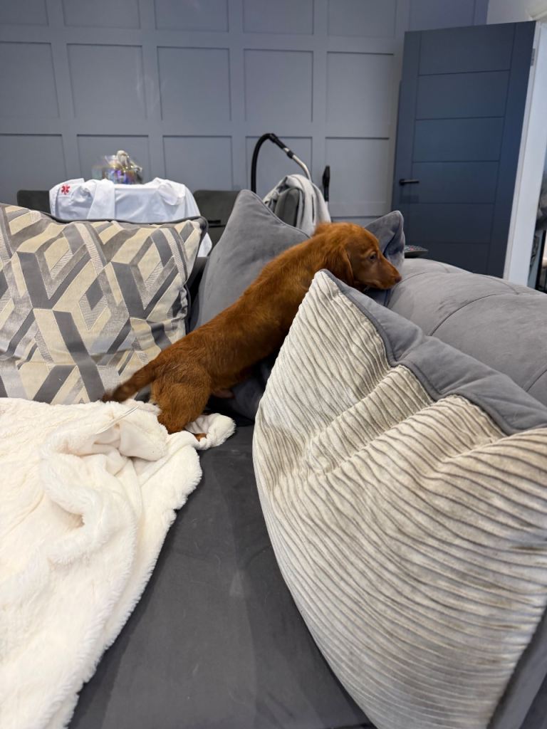 Dachshund 