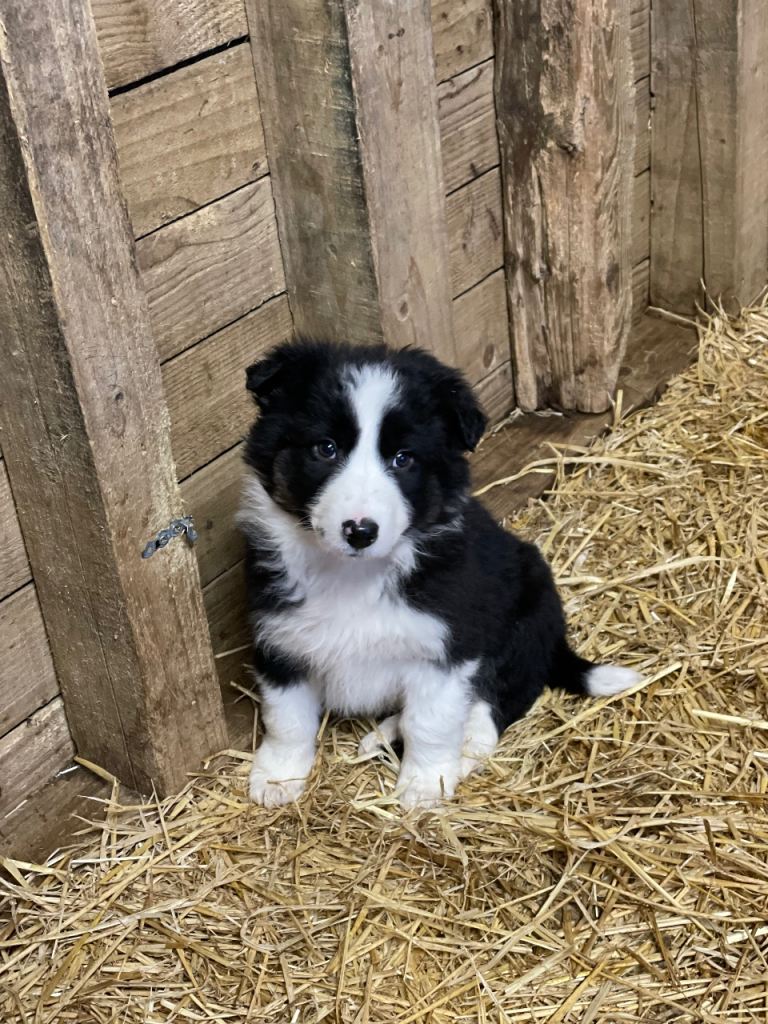Collie puppies 