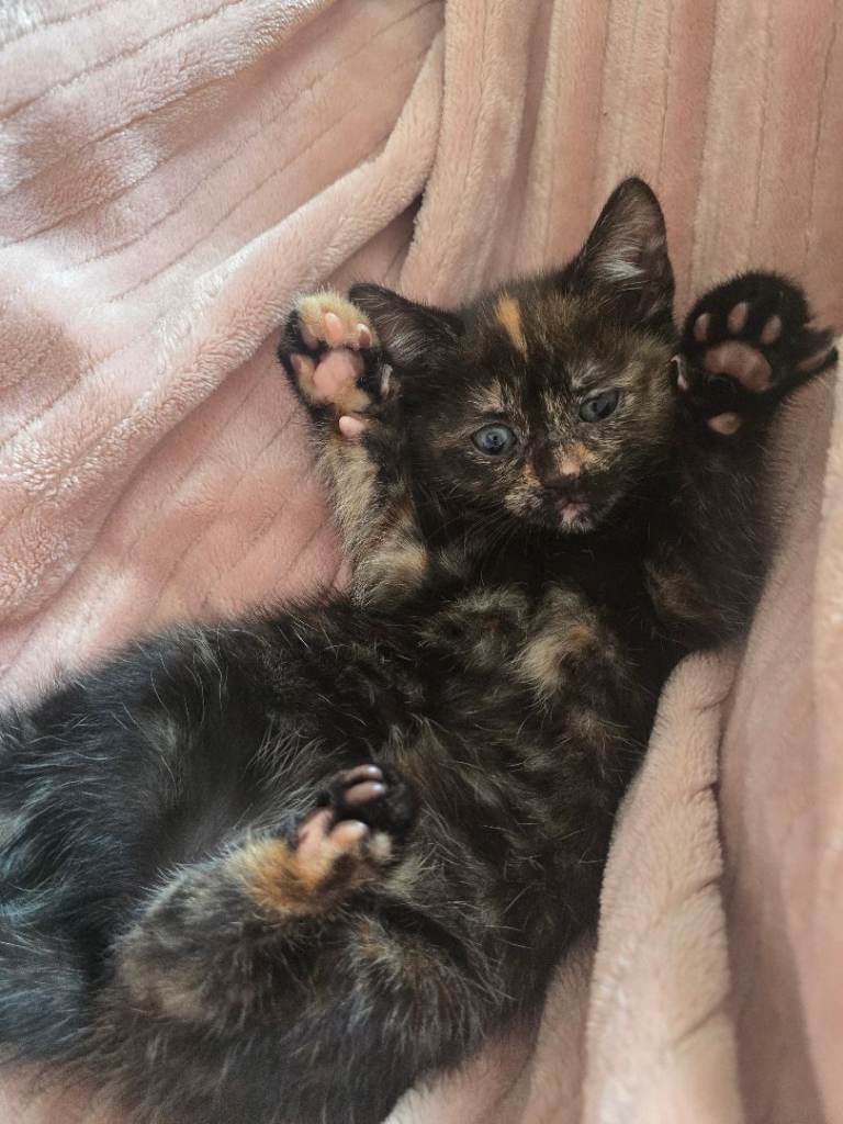 Adorable kitten looking for loving home