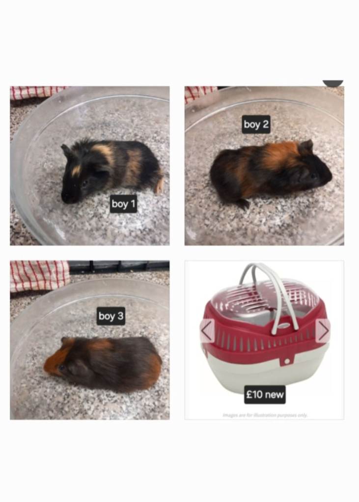 Baby guineapigs ready now