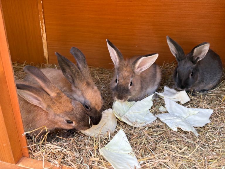 Gorgeous baby bunnies rex mix