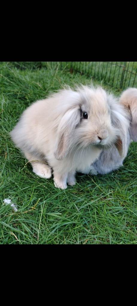 2 month old male mini lion lop rabbit