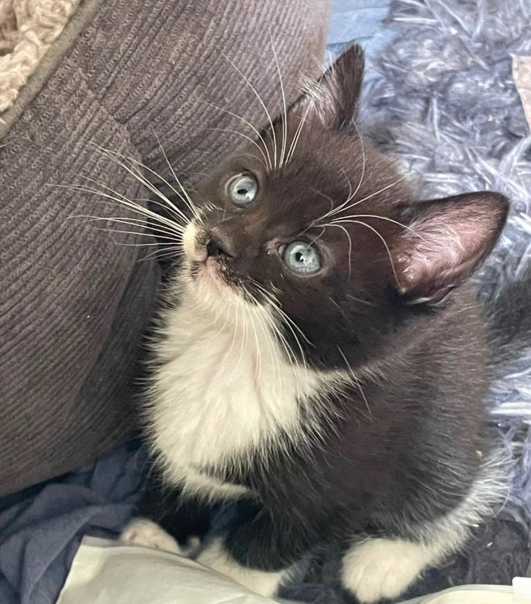 male kitten