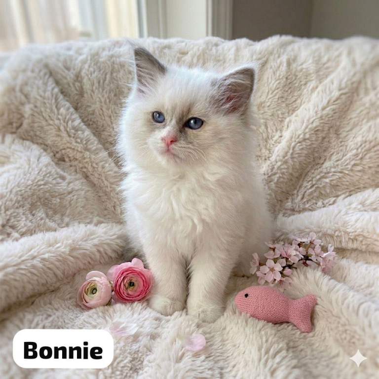 Gorgeous Ragdoll Kittens for sale 