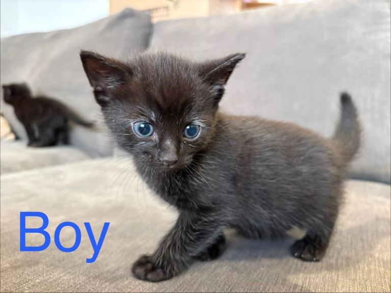 4 kittens for sale 