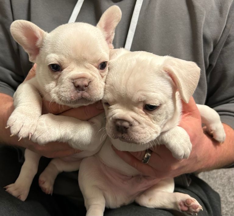 Beautiful frenchie Pups Hornchurch 