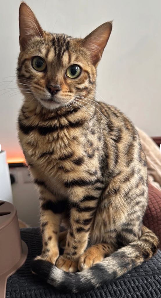 Beautiful female Bengal kittens looking for loving forever homes.