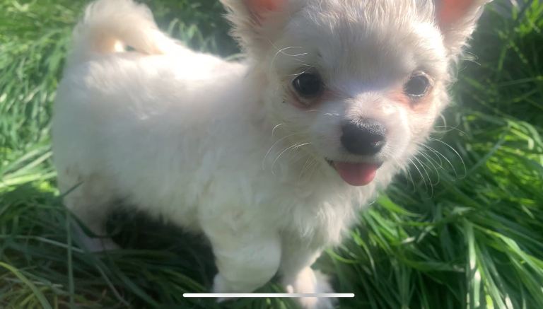 Maltese/Chihuahua (Malchi) pups