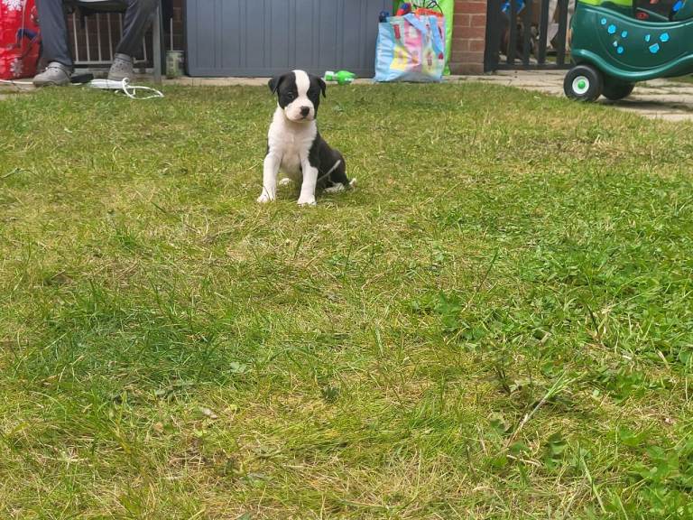 !!Ready to leave now!! American Bulldog x Cane Corso puppies