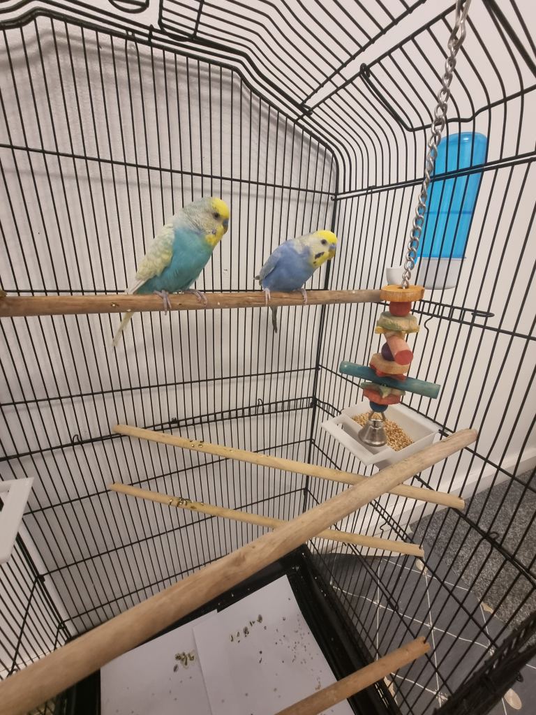 Budgies baby's Pair