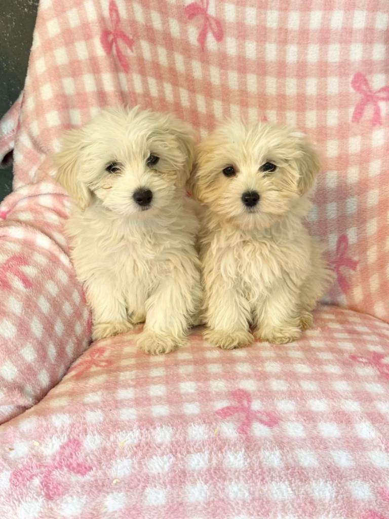 Cotonoodle pup males fully vaccinated 