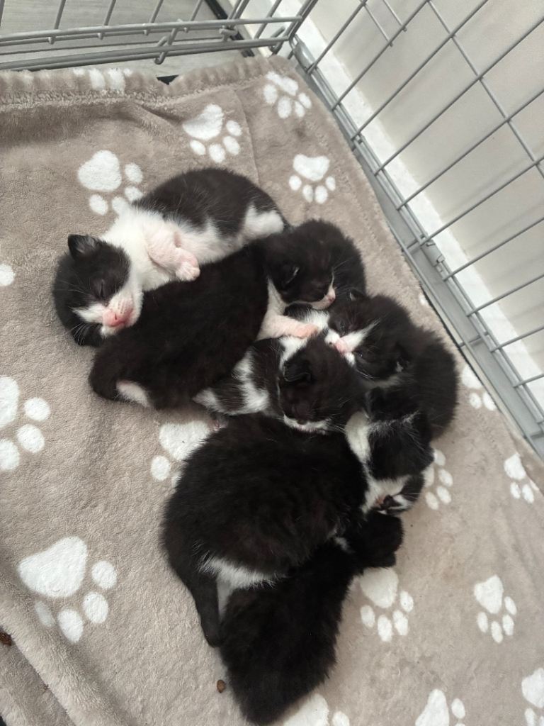Half British shorthair kittens 